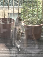 Chicken, Dreamies and Lickelix - the Excellent Cats form a disorderly queue