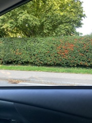 Drive-by plant ID