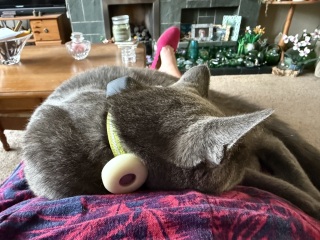 Tractive cat trackers
