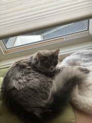 Post your supermodel cats