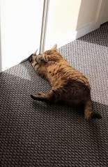 Chicken, Dreamies and Lickelix - the Excellent Cats form a disorderly queue