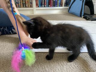 It’s a kitten name!
