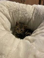 Post your supermodel cats