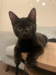 Post your supermodel cats
