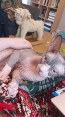 Post your supermodel cats