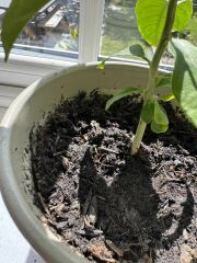 How to get rid of these tiny flies