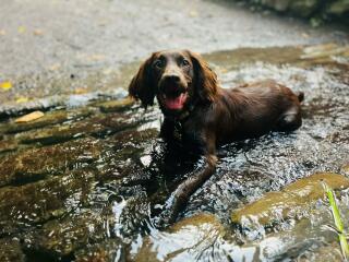 Cocker or Golden Retriever?
