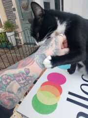 Chicken, Dreamies and Lickelix - the Excellent Cats form a disorderly queue