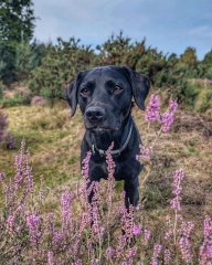 Our Cosmic Autumn Rebellion (Adolescent Support Group)