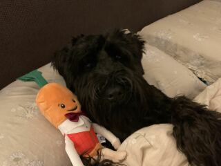 First time family dog, what breed might we be missing?