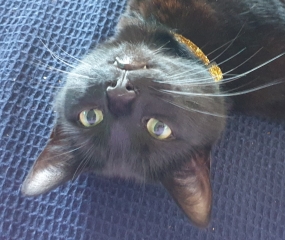 Scottish Tourism - the Excellent Cats debate Gizmo's suitability as a top influencer