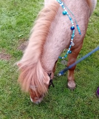 Chicken, Dreamies and Lickelix - the Excellent Cats form a disorderly queue