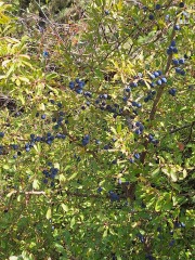 Poncetastic Christmas 2025