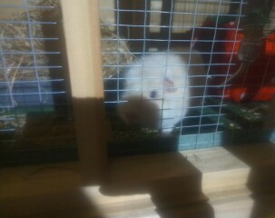 What a pair of pigs