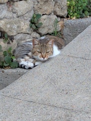 Chicken, Dreamies and Lickelix - the Excellent Cats form a disorderly queue