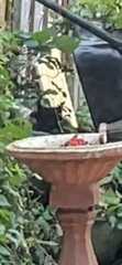 AIBU to stop next doors sick cat coming into my garden?