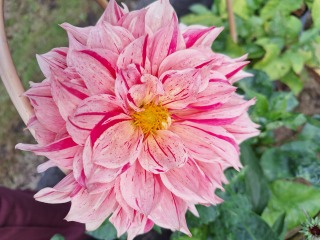 Year round Nigel Slater discussion thread Part 2