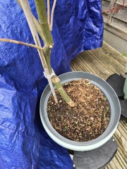 Acer care & container
