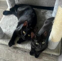 Cats with thumbs!