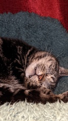 Chicken, Dreamies and Lickelix - the Excellent Cats form a disorderly queue