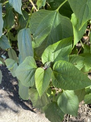 Plant id help (pics)
