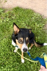 Thread 33 Starmer - Gerst Monath