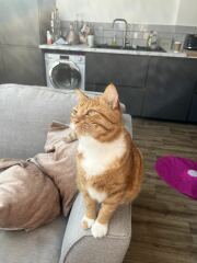 Post your supermodel cats
