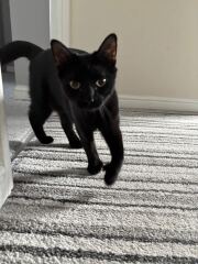 Cats with thumbs!