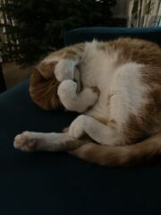 Post your supermodel cats