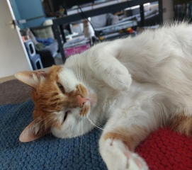 Post your supermodel cats