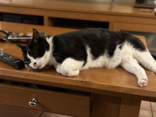 Scottish Tourism - the Excellent Cats debate Gizmo's suitability as a top influencer