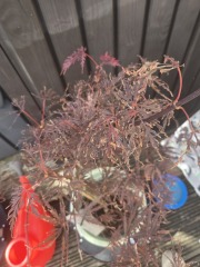 Acer care & container