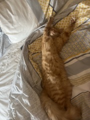 Help! Introducing younger kitten to much larger kitten and struggling