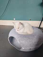 Chicken, Dreamies and Lickelix - the Excellent Cats form a disorderly queue