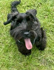 First time family dog, what breed might we be missing?