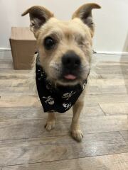 Potentially adopting a dog