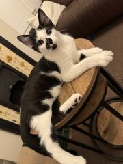 Post your supermodel cats