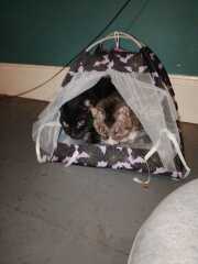 Chicken, Dreamies and Lickelix - the Excellent Cats form a disorderly queue