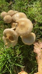 The Bluestocking - the one where the nights start to draw in