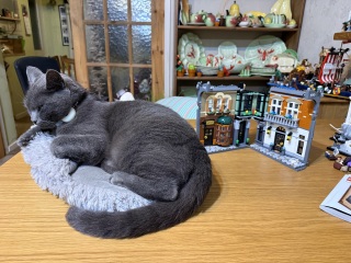 Chicken, Dreamies and Lickelix - the Excellent Cats form a disorderly queue