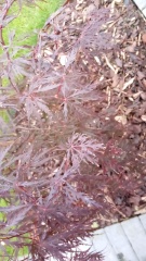 Acer looking stressed