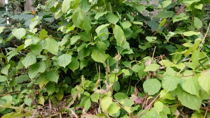 Help needed - is this plant harmful?