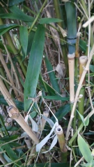Is this Bamboo harmful or harmless clumping bamboo?