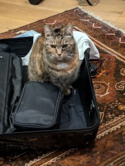 Chicken, Dreamies and Lickelix - the Excellent Cats form a disorderly queue