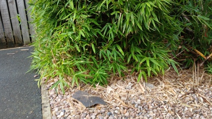 Is this Bamboo harmful or harmless clumping bamboo?