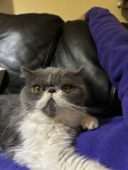 Happy Gotcha day Penelope!