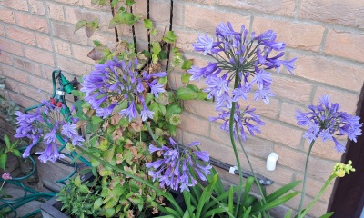 What have been your stand out favourite plants in your garden this year?