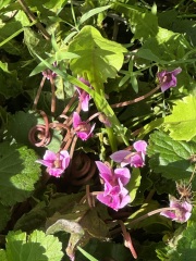 Year round Nigel Slater discussion thread Part 2