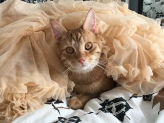 Post your supermodel cats