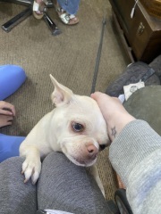 Chihuahua temperament